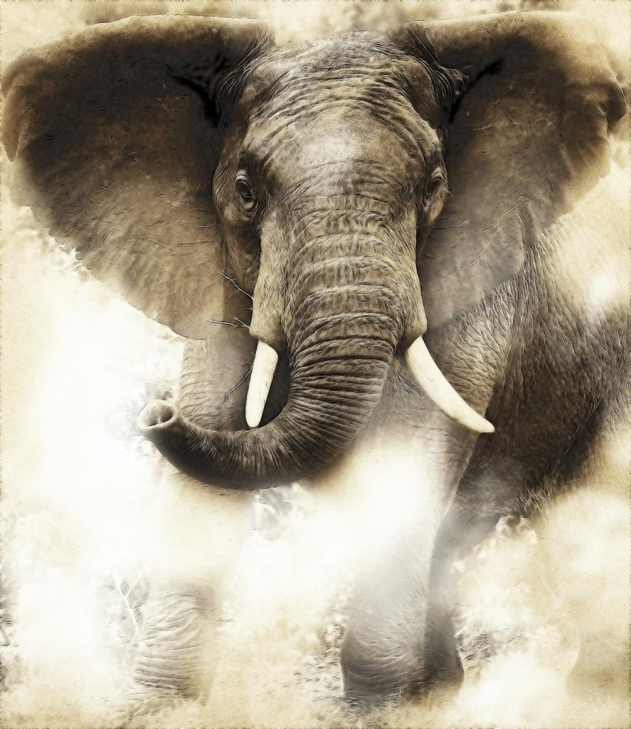 Why are elephants are important